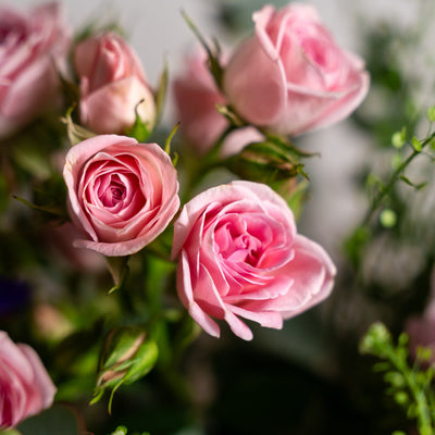 Peony Perfection Bundle