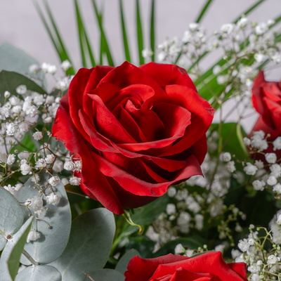 Close up of deep crimson red rose petals showing rich colour and natural fragrance at peak bloom