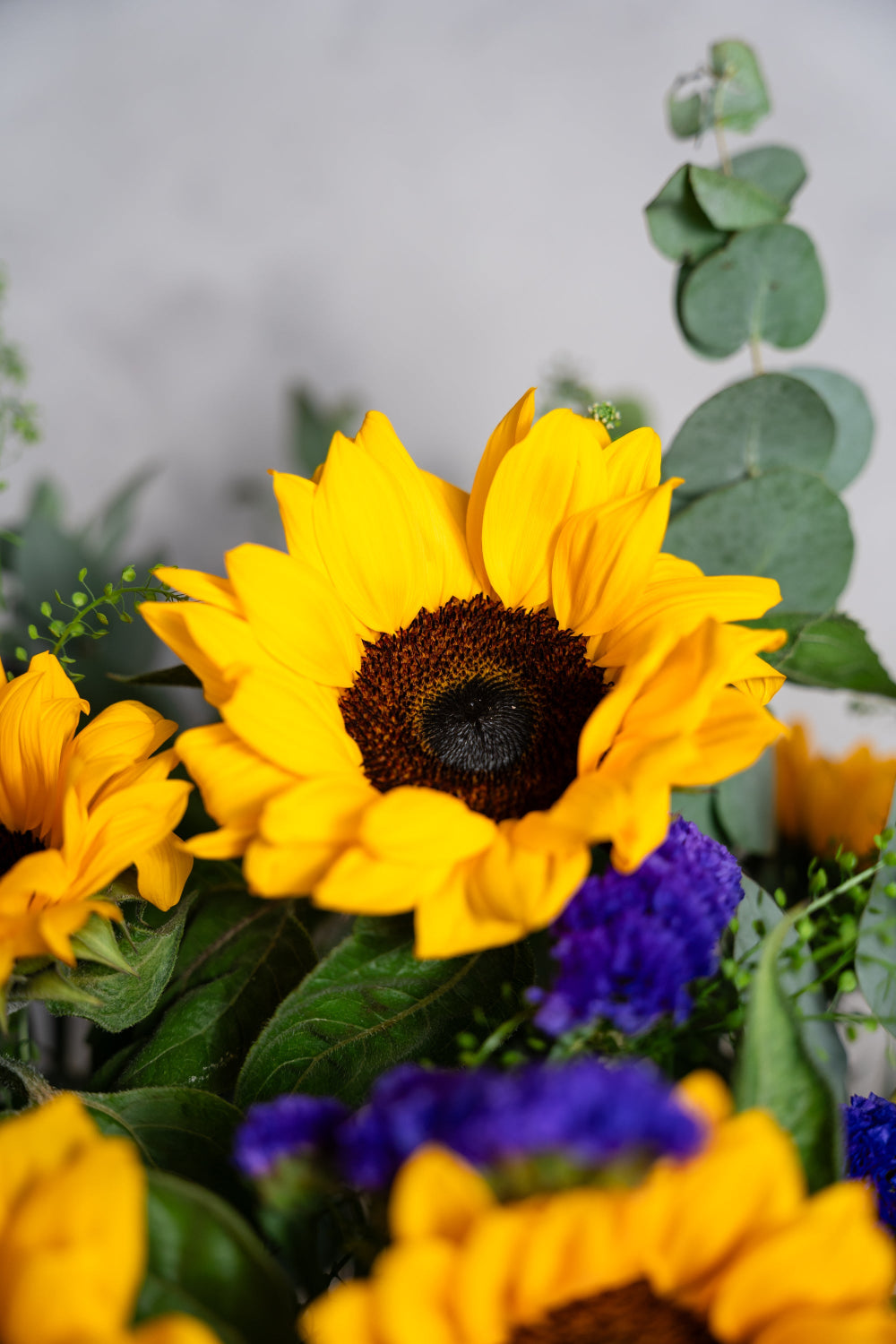 A large open sunflower facing the camera with a clean white background 